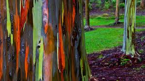 Eucalyptus deglupta (rainbow eucalyptus) size: Brightvibes