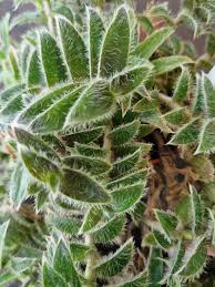 Image result for Cyanotis