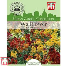 Persian carpet flower is a succulent plant with remarkable flower, at times described as the persian carpet flower. Wallflower Persian Carpet Kew Collection Seeds Thompson Morgan