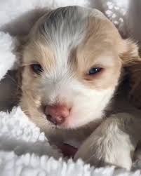Cocker spaniel dogs & puppies in uk. English Cocker Spaniel Puppies For Sale Home Facebook