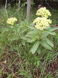Image result for Asclepias
