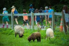 Drumlin Farm Camp: Farmyard Frolics - Shaggy Sheep