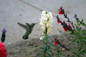 Hummingbird And Snapdragon Flower Hummingbird Plants Hummingbird Flowers How To Attract Hummingbirds