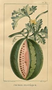 N7 W1150 Antique Botanical Print Botanical Prints Botanical Art