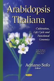 Image result for Arabidopsis thaliana