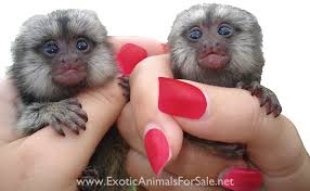 These small animals have a slow metabolic rate. Finger Monkeys For Sale