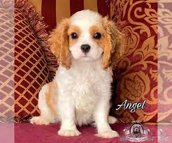 Check spelling or type a new query. World Class Cavaliers Cavalier King Charles Spaniel Puppy For Sale In Miami Fl King Charles Cavalier Spaniel Puppy Spaniel Puppies Spaniel Puppies For Sale