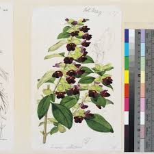 Image result for Tinnea aethiopica