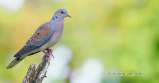 Maybe you would like to learn more about one of these? Merawat Burung Perkutut Untuk Lomba Yang Bagus Dan Berkualitas Berita Kartini Terbaru Dan Terkini
