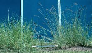 Image result for Bothriochloa