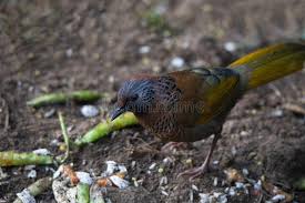 Image result for Erythrocephalum