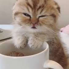 The best cat cafes in new york (updated for 2018) other recent posts from our blog. Cute Kitten Falls Asleep Over A Cup Of Coffee Video Popsugar Pets