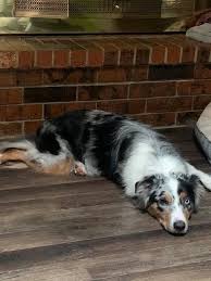This is rondell's son (drew lepley), she passed away this week. Dog For Adoption Indy An Australian Shepherd In Oklahoma City Ok Petfinder