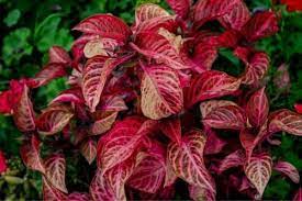 As a rule, they are diluted, adding a contrasting color to plants with variegated or silvery leaves. 10 Houseplants With Red Leaves Urban Garden Gal