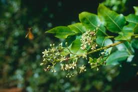 Image result for Apodytes dimidiata