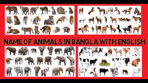 Animal Sounds With Names In Bangoli Youtube