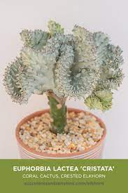 Cactus plants, indoor cactuses, tiny cactus, potted cactus, cactuses for sale, miniature cactus, kitchen cactus, indoor cactus plants, flowerpot cactus. This Fan Shaped Succulent Is Great For Beginners Or Indoor Growers Coral Cactus Succulents Types Of Cactus Plants