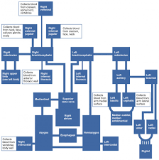 Circulatory Pathways Anatomy And Physiology Ii