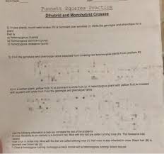We tried to locate some good of monohybrid cross problems 2 worksheet with answers or punnett square worksheet 1 answer key new dihybrid. Solved Kow Seat Punnett Squares Practice Dihybrid And Mon Chegg Com