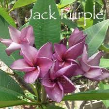 Purple Jack Grafted Plumeria Plumeria Flowers Plumeria Tree Plumeria