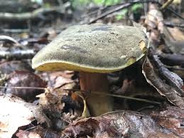 Image result for Xerocomellus diffractus