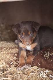 He had these piercing blue eyes, which turned amber as he got older, and he was this lovely fawn and tan. Purebred Red Tan Kelpie Puppies For Sale In Mildura Victoria Classified Australialisted Com