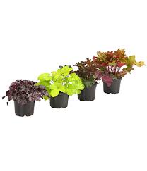 Wir geben tipps ✅ zum pflanzen, schneiden und vermehren. Purpurglockchen Dehner