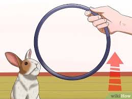 The killer bunny does not spawn naturally and must instead be spawned using the /summon command, although it is exclusive to java edition. How To Teach Your Rabbit To Jump Over Something With Pictures