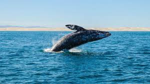 The eastcoast of baja california is a hotspot for encountering these animals in the right season. Gray Whale Festival Baja California Sur January 29 31 The Yucatan Times