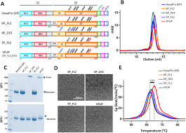 Image hannah second bonus costume.png super smash bros. Structure Based Design Of A Highly Stable Covalently Linked Sars Cov 2 Spike Trimer With Improved Structural Properties And Immunogenicity Biorxiv
