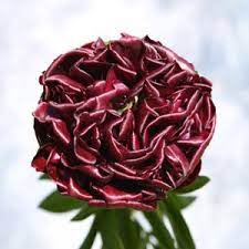 Long growing perennial favorite with a subtle fragrance. Peony Cut Flowers