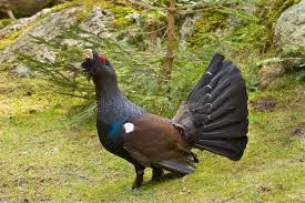 Wood Grouse Tetrao Urogallus Wood Grouse Tetrao Urogallus L Courting To Fe Affiliate Tetrao Grouse Wood Female Cou Grouse Stock Photos Image