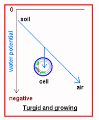 We did not find results for: Growth Iii