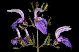 Image result for Brillantaisia cicatricosa