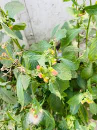 Image result for Crassocephalum montuosum