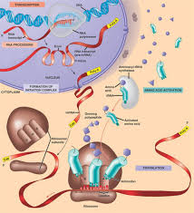We did not find results for: Central Dogma