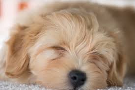 Mais en fin de journée, il se reconnaît impatient, voire peu tolérant. Sommeil Du Chien Heures Necessaires Phases Troubles