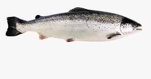 Transparent Salmon Png Fishes Pictures With Names Png Download Transparent Png Image Pngitem Free for commercial use no attribution required high quality images. names png download transparent png