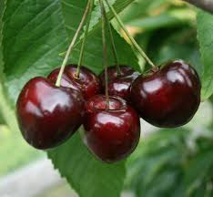 We did not find results for: Buy Stella Dwarf Gisele Cherry Tree Online Crj Fruit Trees Nursery Uk