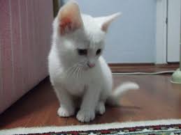 Kedi Fiyatlari Ne Kadar Kediler Gen Tr
