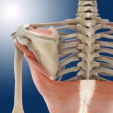 Search, discover and share your favorite back bones gifs. Shoulder And Back Anatomy Photograph By Springer Medizin