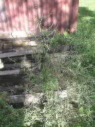 Image result for Rumex lanceolatus