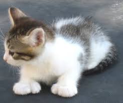Things to do near the ernest hemingway home and museum. 18 Adorable Cats That Can Give You The Thumbs Up Cat Habitat Cats Manx Kittens