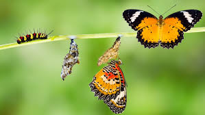 Schmetterling projekt raupe nimmersatt kuchen raupe nimmersatt party kindergarten raupe nimmersatt fimo eule. Klein Grun Und Ziemlich Hungrig Evangelisch De