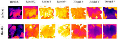 Image result for peronospora grapevine