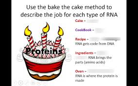 Chapter 10 active reading worksheets. Where Are Proteins Made Quizlet