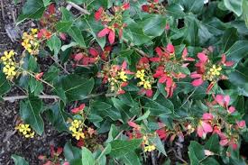 Image result for Heteropyxidaceae