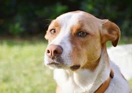 Although hairless varieties of dogs exist, all border collies have hair. Pin On Mans Best Friend
