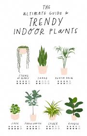House Plants For Sale Houseplants Plants Indoor Plants Bedroom Plants
