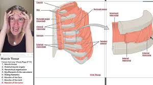 In the arms and legs, it can vary markedly. Muscle 8 Muscles Of The Torso Youtube